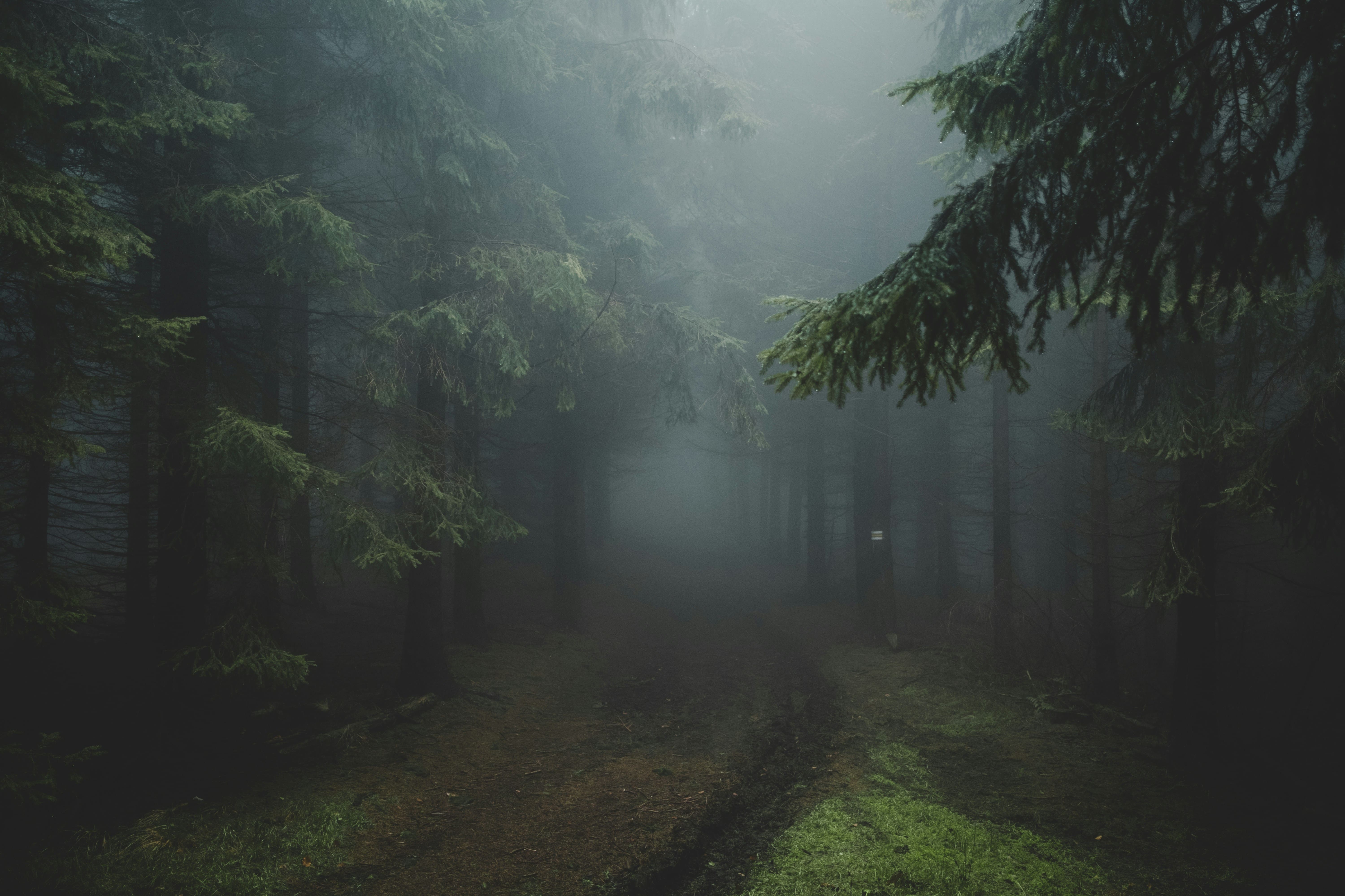 Misty Forest