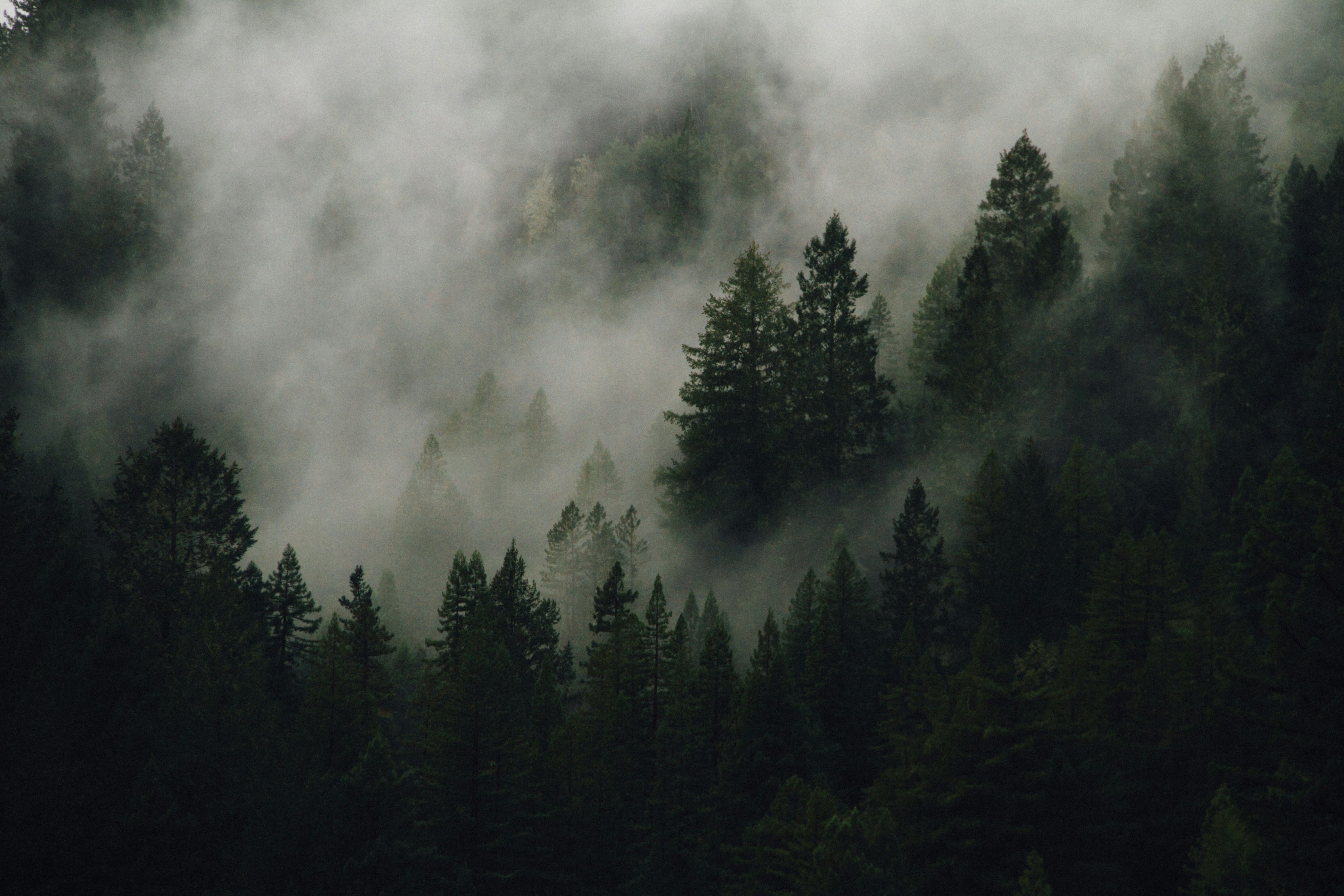 Misty Forest